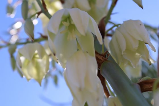 Common yucca (Yucca filamentosa)