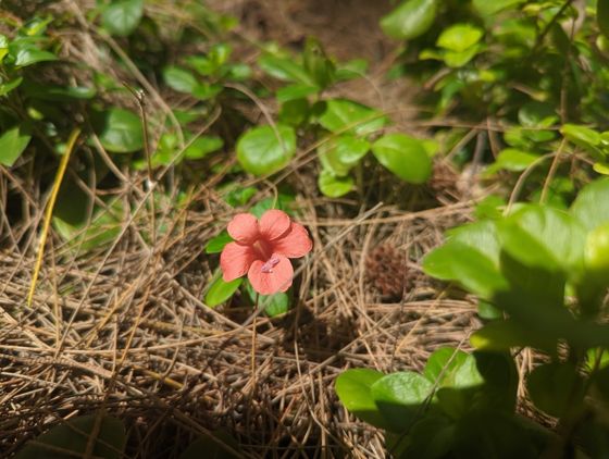 Coral creeper (Barleria repens)