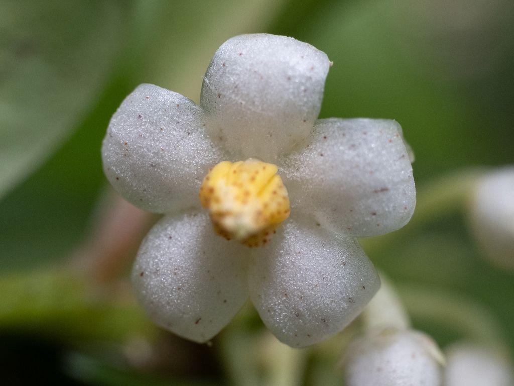 Coralberry (Ardisia crenata)