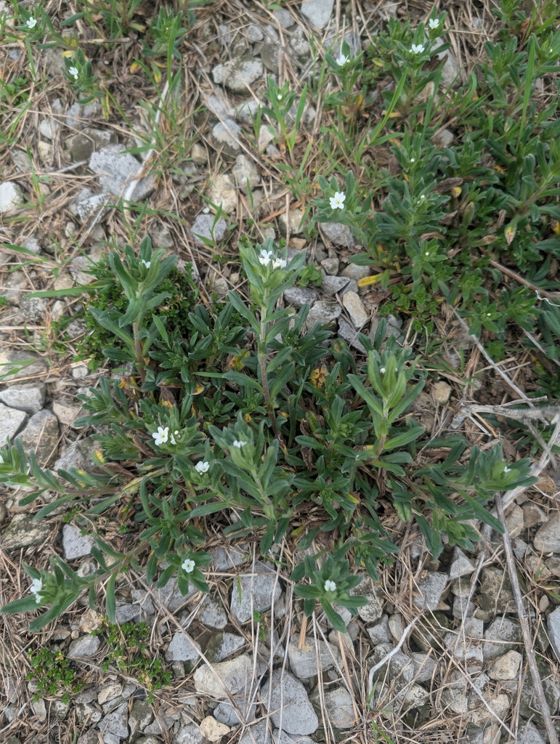 Corn gromwell (Buglossoides arvensis)