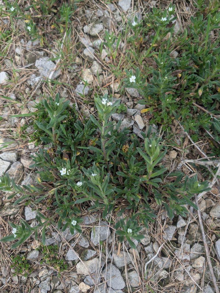Corn gromwell (Buglossoides arvensis)