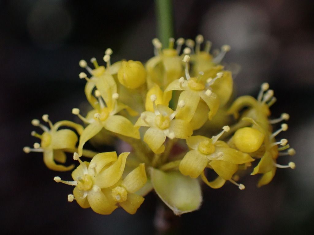 Cornelian cherry (Cornus mas)