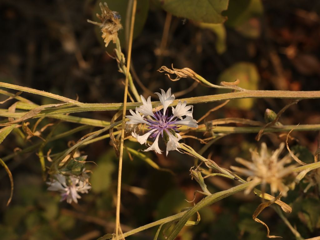 Cornflower (Centaurea cyanus)
