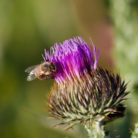 Cotton thistle (Onopordum acanthium)