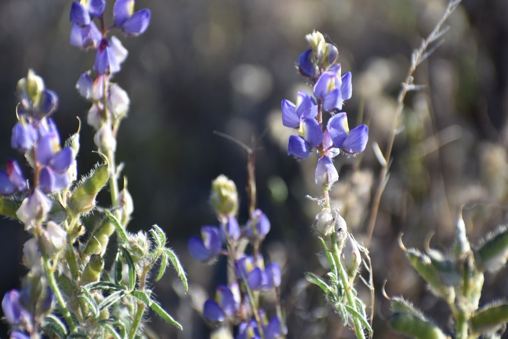 Coulter's lupine (Lupinus sparsiflorus)