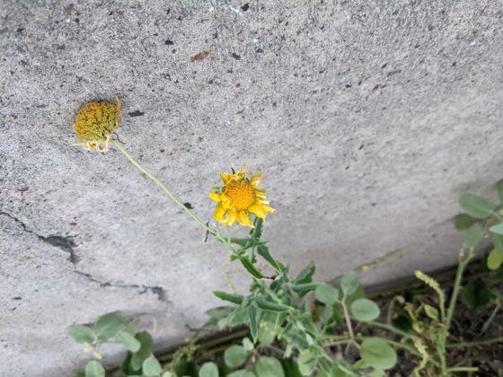 Cowpen daisy (Verbesina encelioides)