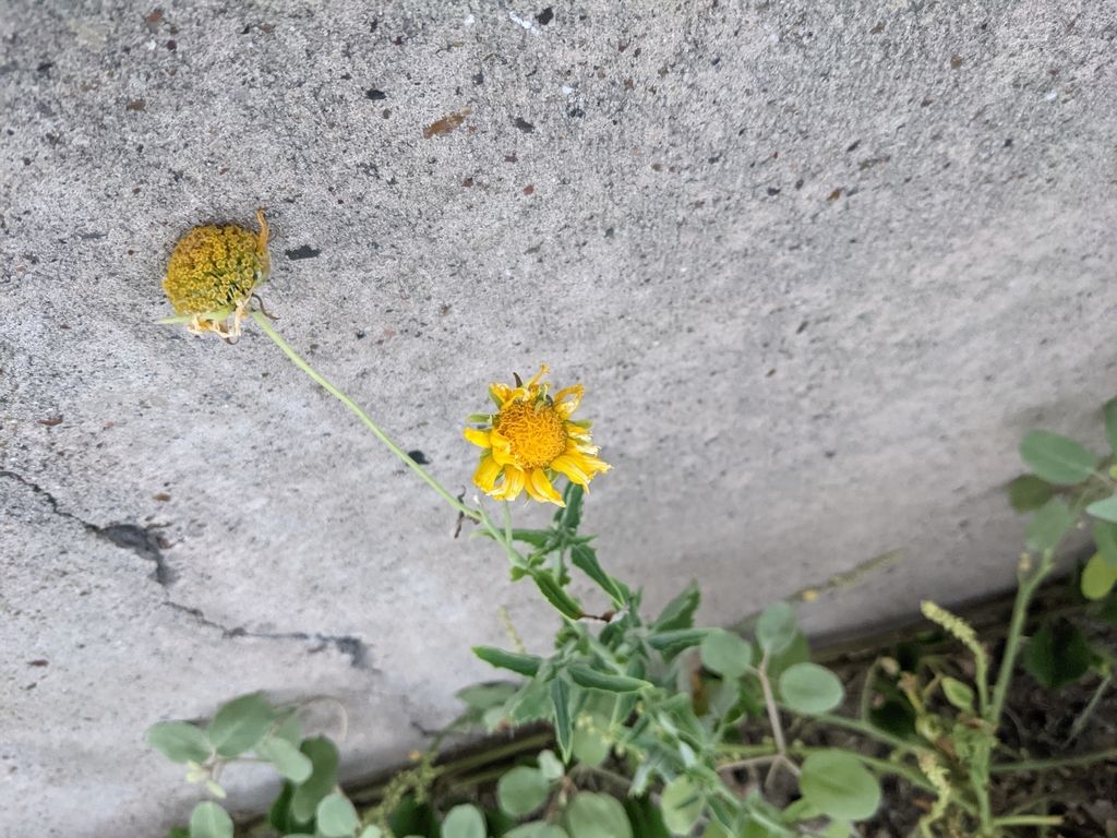 Cowpen daisy (Verbesina encelioides)
