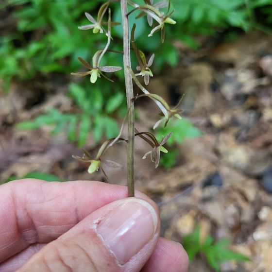 Crane-fly orchid (Tipularia discolor)