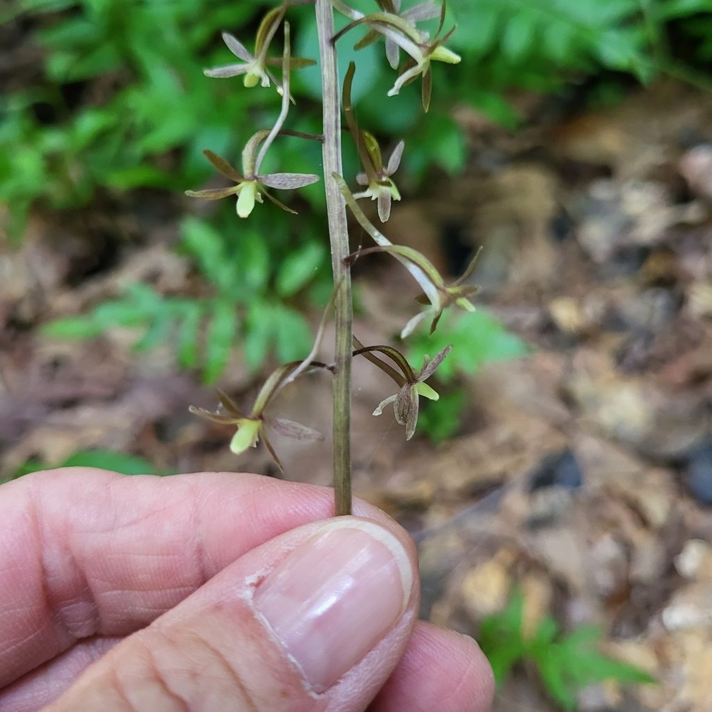Crane-fly orchid (Tipularia discolor)
