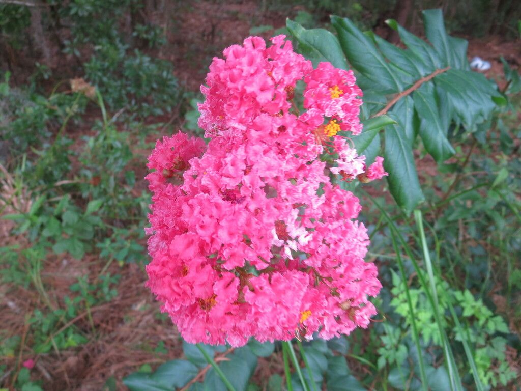 Crape myrtle (Lagerstroemia indica)