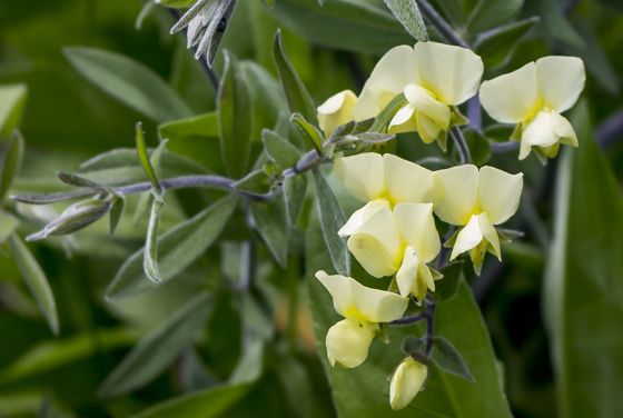 Cream wild-indigo (Baptisia leucophaea)
