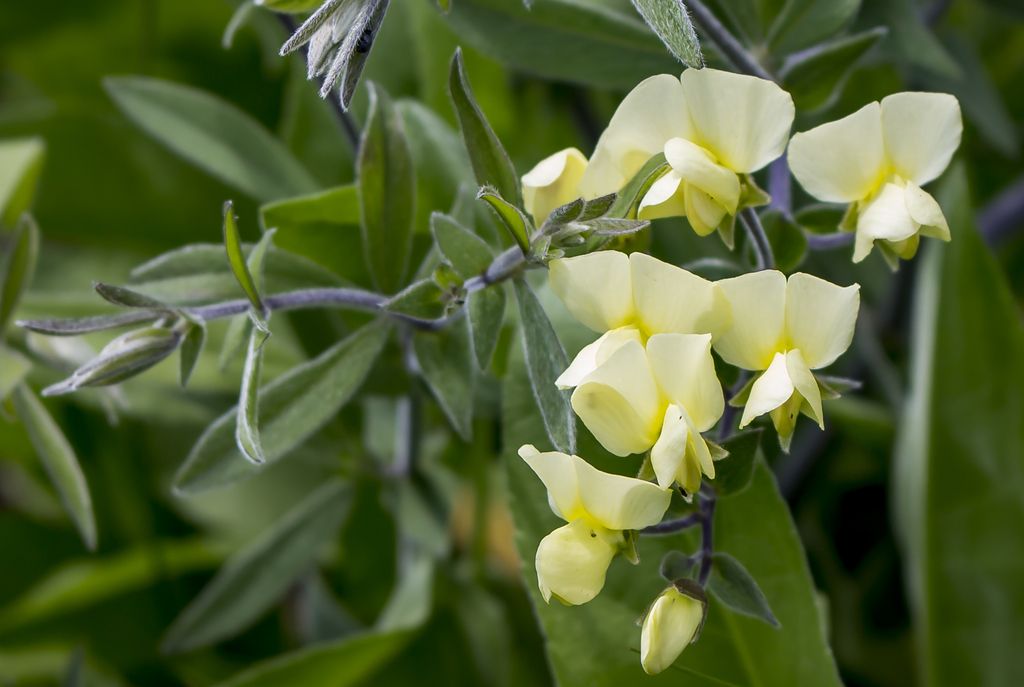 Cream wild-indigo (Baptisia leucophaea)