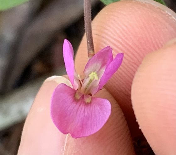 Creeping beggarweed (Desmodium incanum)