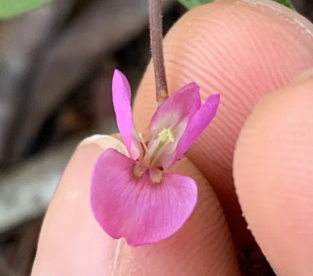 Creeping beggarweed (Desmodium incanum)