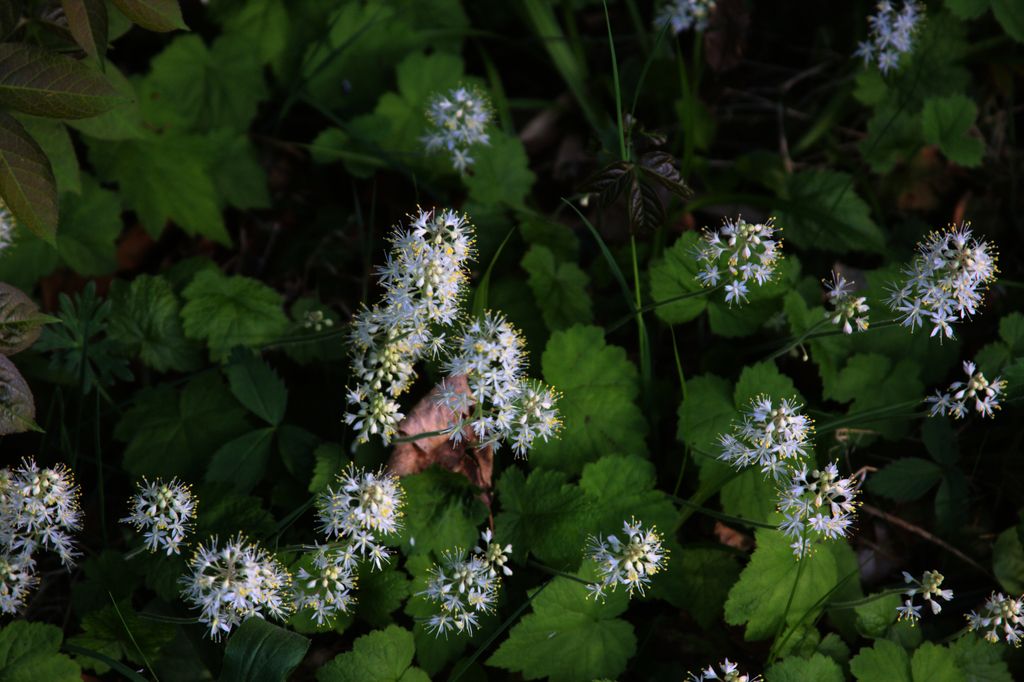 Creeping foamflower (Tiarella stolonifera)