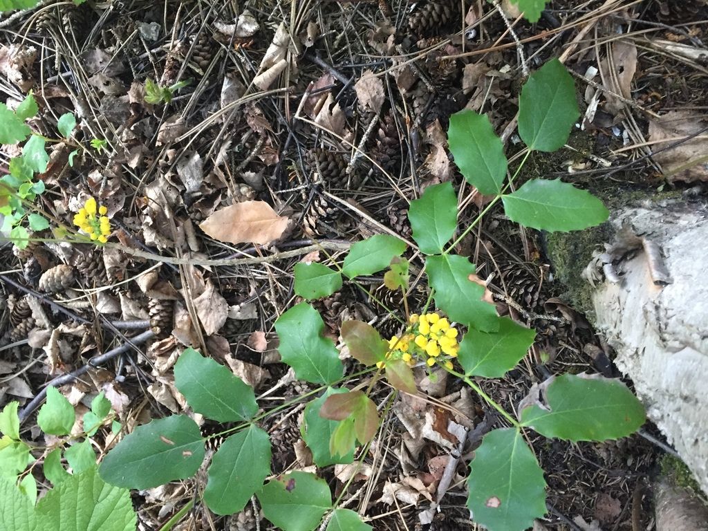 Creeping mahonia (Berberis repens)