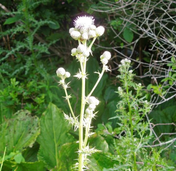 Creeping thistle (Cirsium arvense)