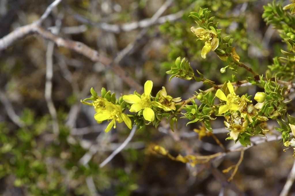 Creosote bush (Larrea tridentata)
