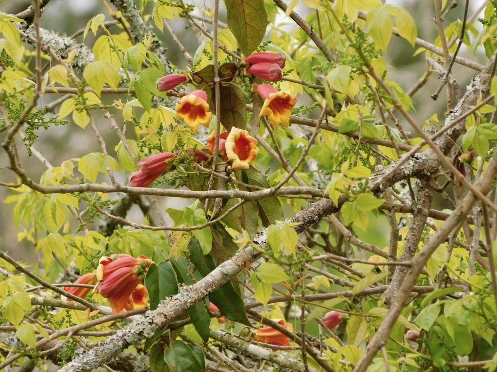 Cross vine (Bignonia capreolata)