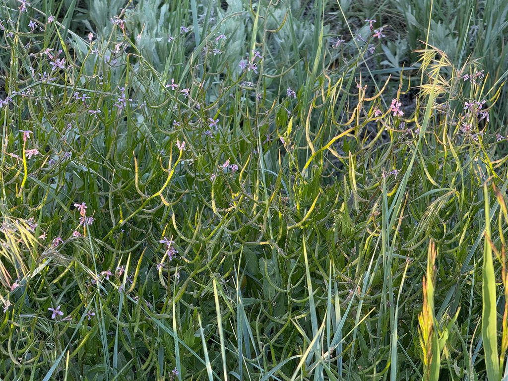 Crossflower (Chorispora tenella)
