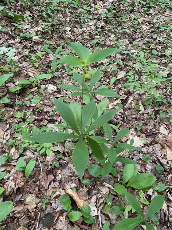 Cucumber root (Medeola virginiana)
