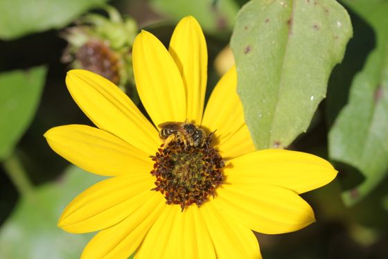 Cucumberleaf sunflower (Helianthus debilis)