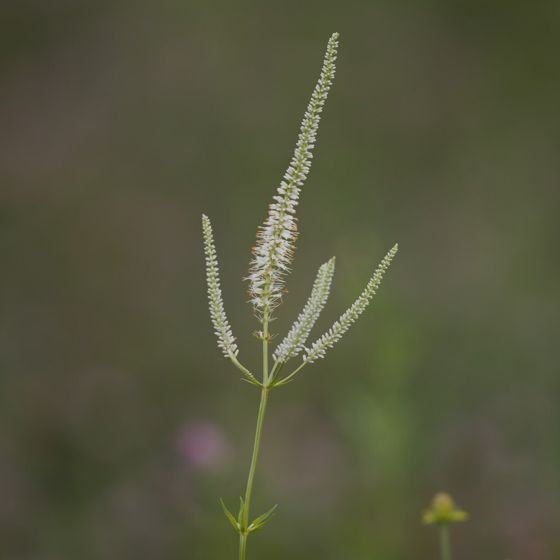 Culver's root (Veronicastrum virginicum)