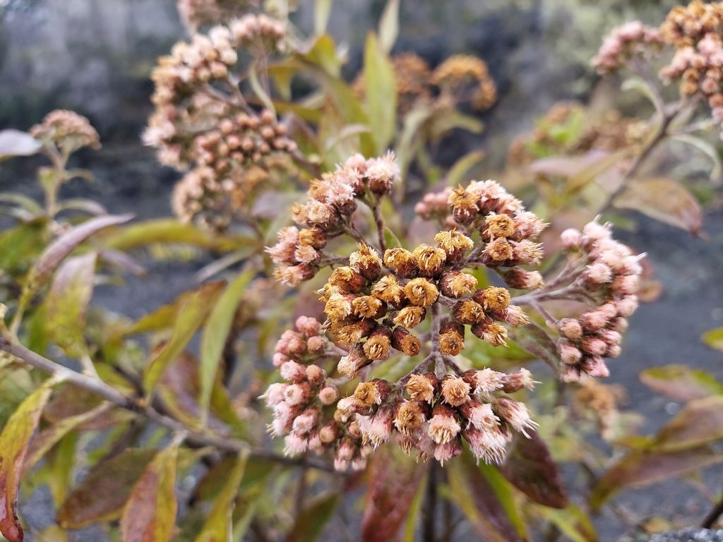 Cure-for-all (Pluchea carolinensis)