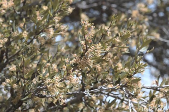 Curlleaf Mountain mahogany (Cercocarpus ledifolius)