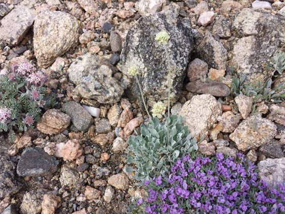 Cushion buckwheat (Eriogonum ovalifolium)