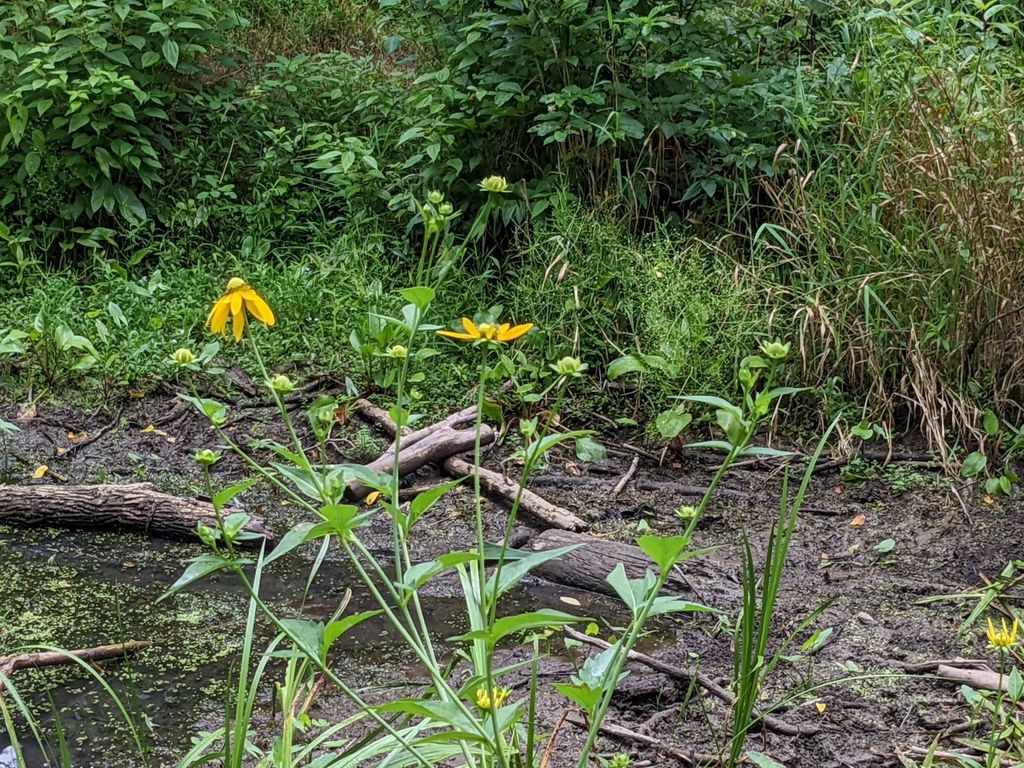 Cutleaf coneflower (Rudbeckia laciniata)