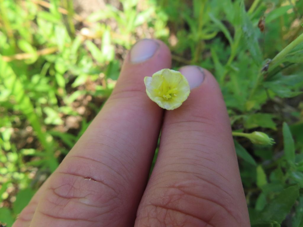 Cutleaf evening primrose (Oenothera laciniata)