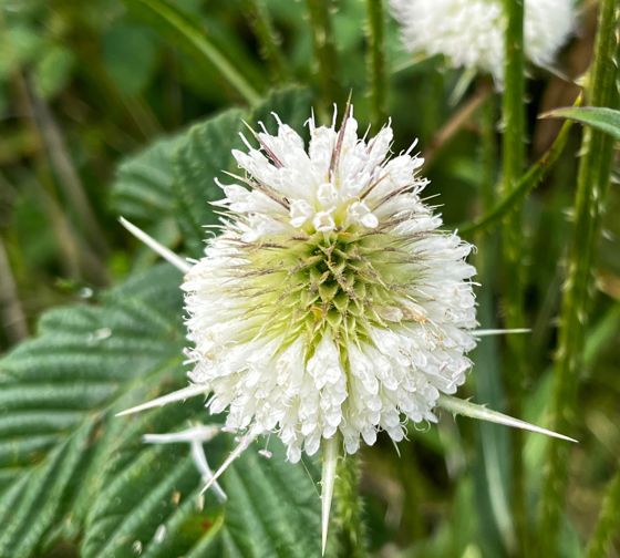 Cutleaf teasel (Dipsacus laciniatus)