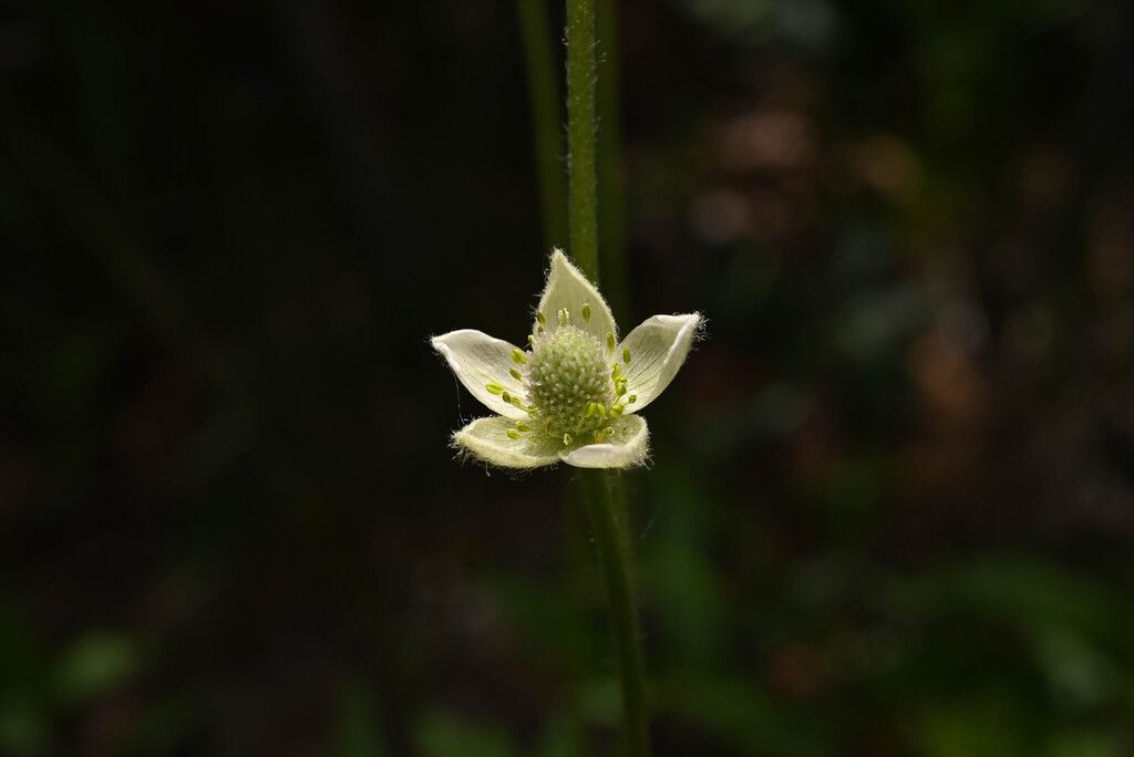 Cylindrical thimbleweed (Anemone cylindrica)