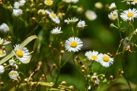 Daisy fleabane (Erigeron strigosus)