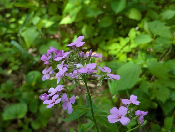 Dame's rocket (Hesperis matronalis)