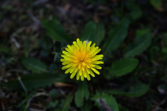 Common dandelion
