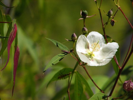 Desert cotton (Gossypium thurberi)