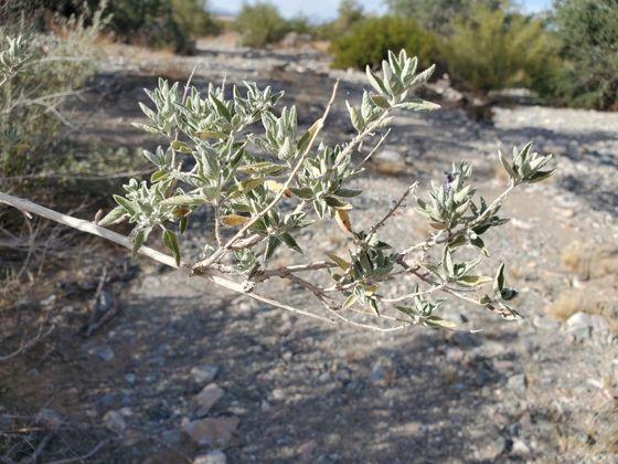 Desert lavender (Condea emoryi)