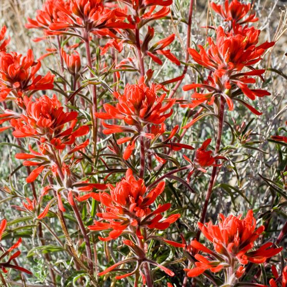Desert paintbrush (Castilleja chromosa)