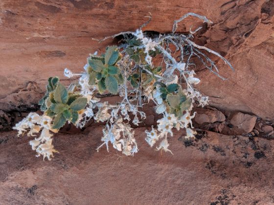 Desert rock nettle (Eucnide urens)