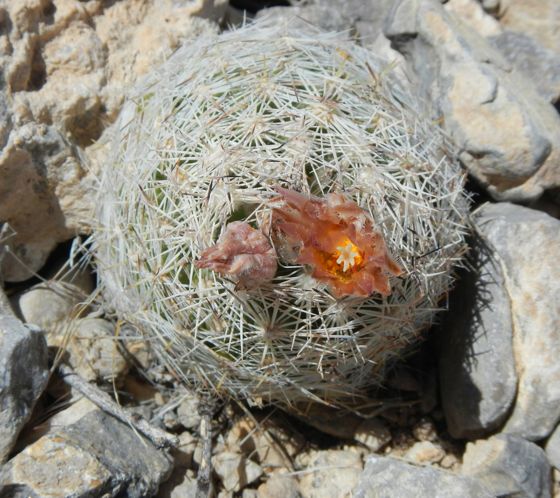 Desert spinystar (Escobaria chlorantha)