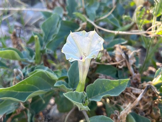 Desert thorn-apple (Datura discolor)