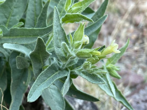 Desert tobacco (Nicotiana obtusifolia)