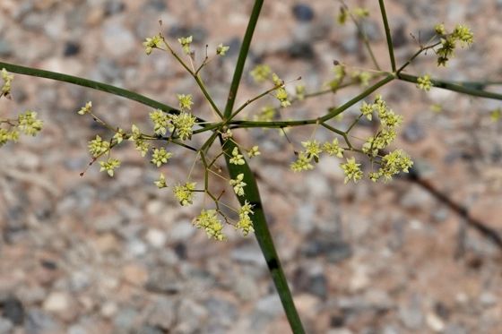 Desert trumpet (Eriogonum inflatum)