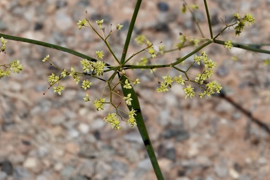 Desert trumpet (Eriogonum inflatum)