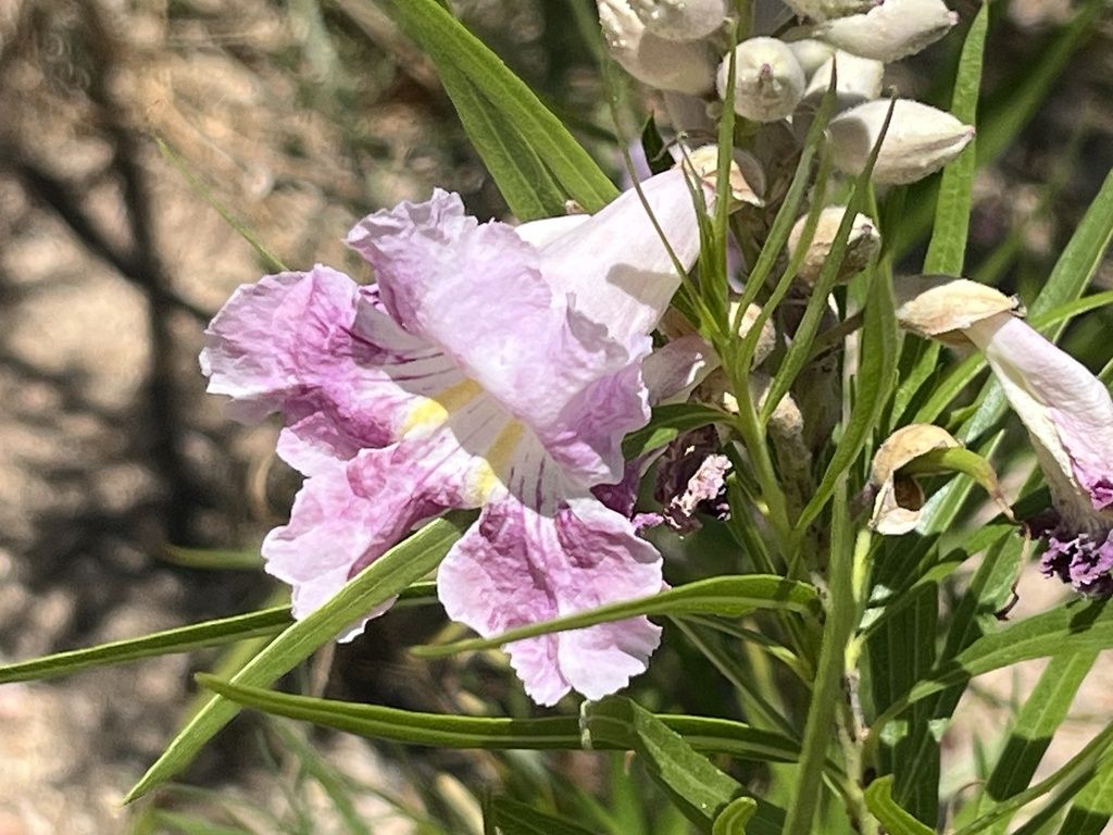 Desert willow (Chilopsis linearis)