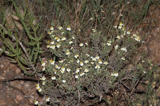 Desert zinnia (Zinnia acerosa)