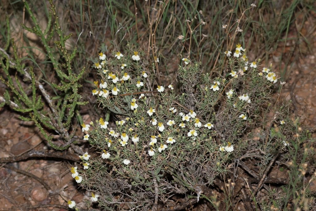 Desert zinnia (Zinnia acerosa)