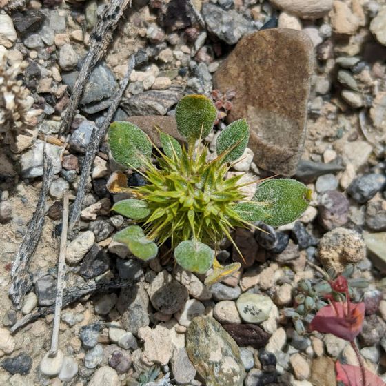 Devil's spineflower (Chorizanthe rigida)